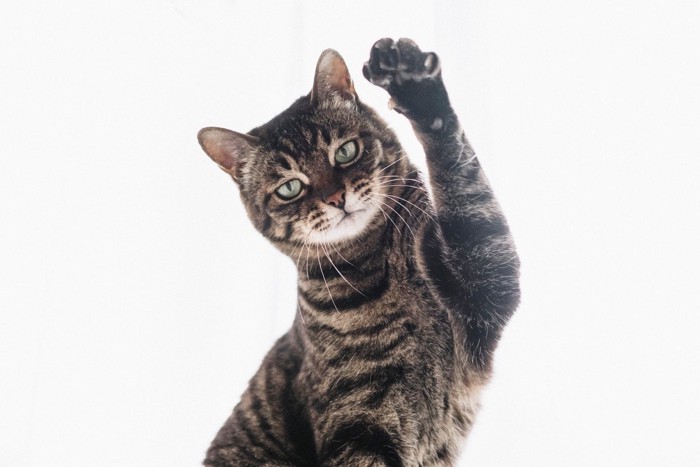 手を挙げるキジトラ猫