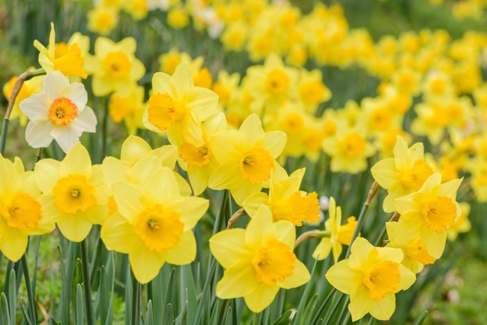 一面のキズイセン