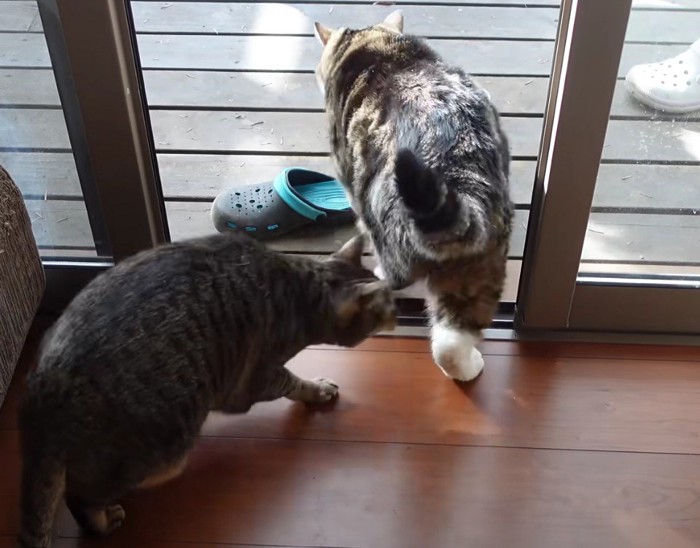 ベランダの窓から外にでる猫2匹