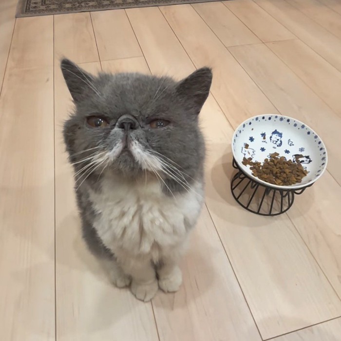 おすわりする猫