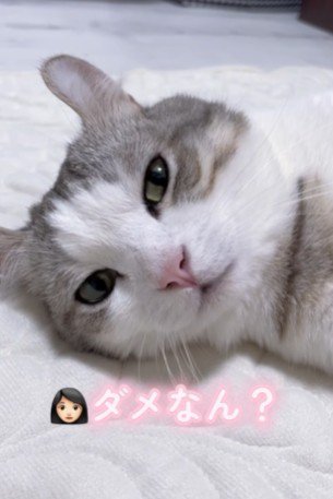 飼い主に外出許可を請われる猫