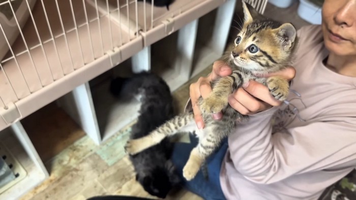 ママに抱っこされる子猫