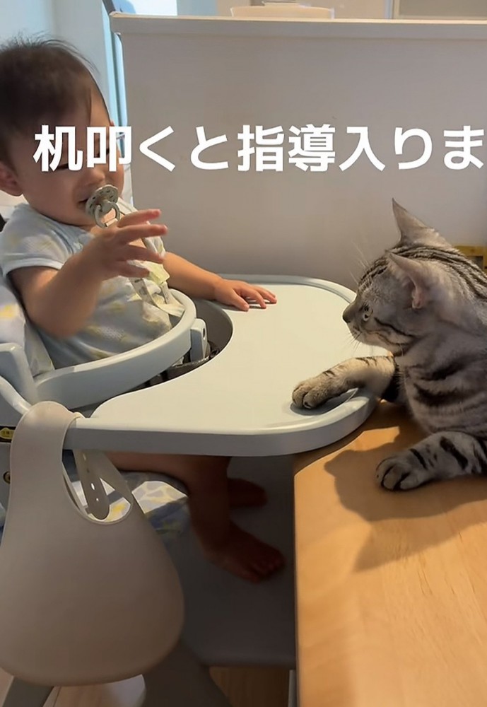 赤ちゃんと猫の写真2