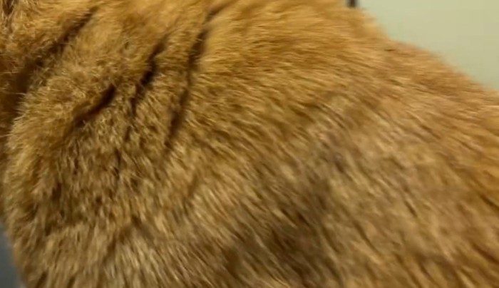 パソコンのそばに座っている猫の背中