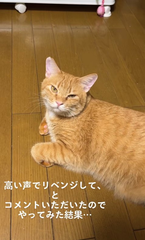 フローリングの上で香箱座りをしている半目の猫