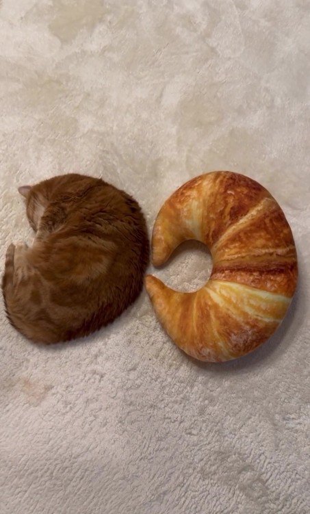 クロワッサン型のクッションと猫