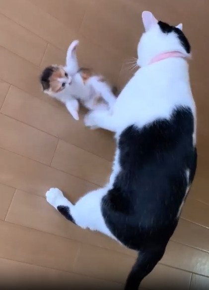 仰向けになる子猫