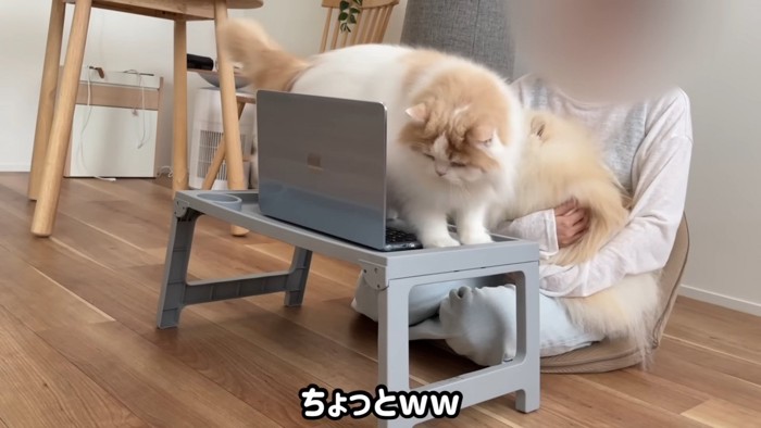 キーボードに乗るレモンくん