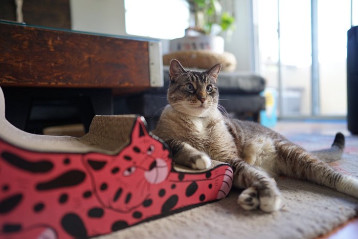 爪とぎに片手を乗せている猫