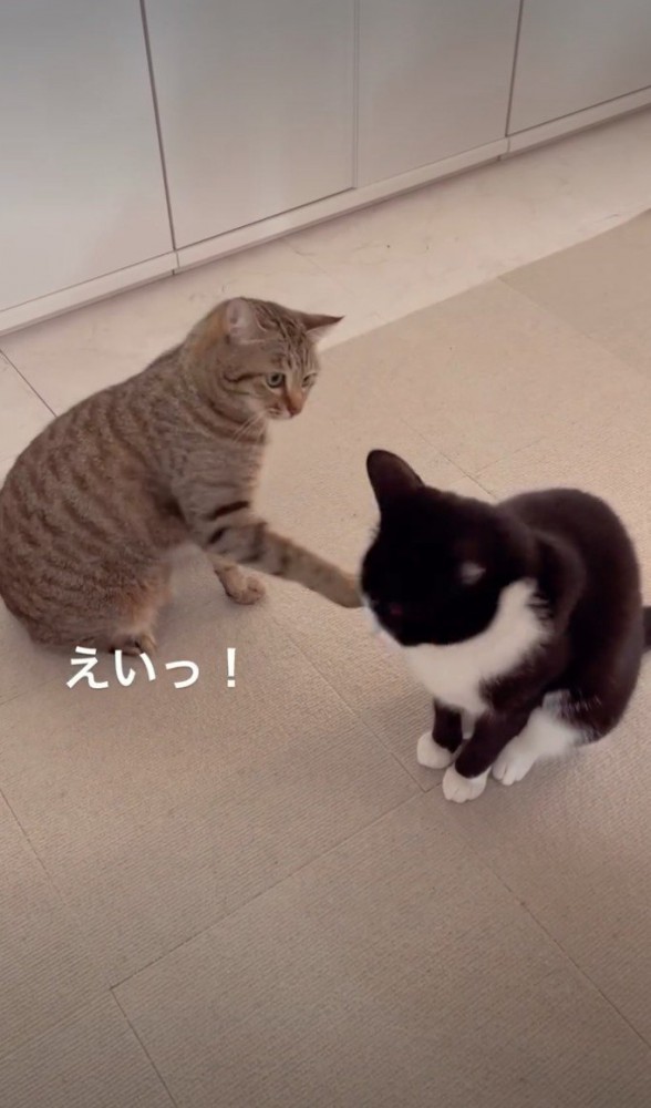 黒白にタッチするキジ猫