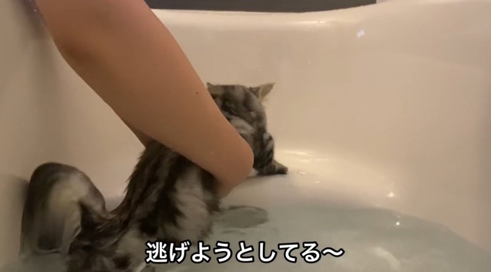 バスタブのお湯を嫌がる猫