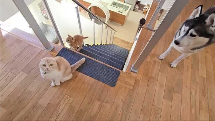 階段の上に集合