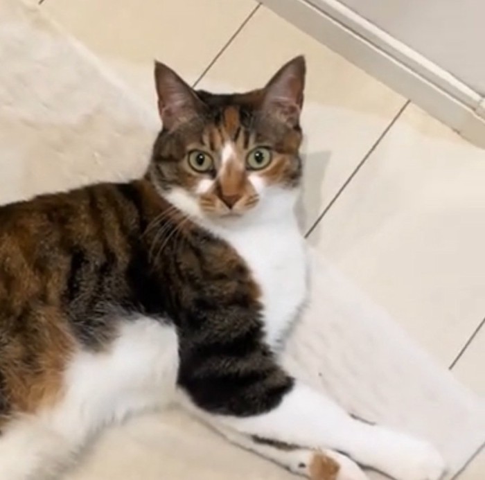 飼い主さんを凝視する猫