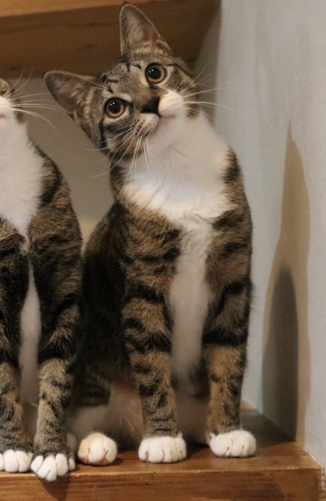 緩やかに首を傾ける右端の猫