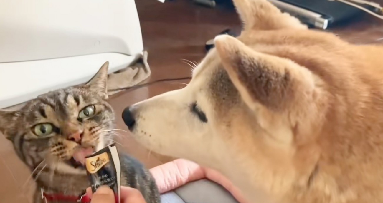 欲しそうに見つめる犬