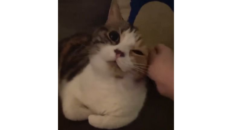 ソファーに座る猫