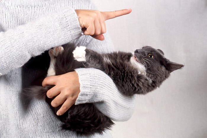 怒られる猫