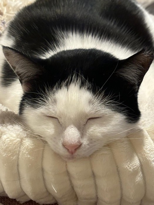 目を閉じたおこめちゃん