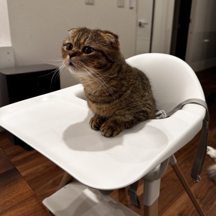 椅子の上に立つ猫