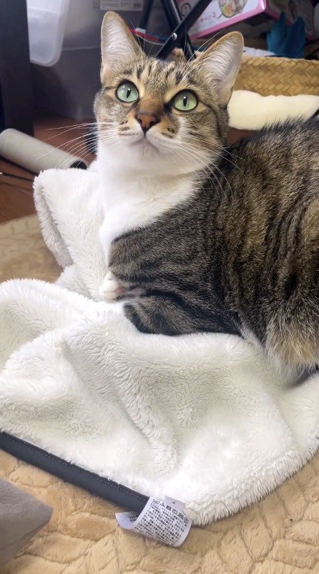 飼い主の顔を見つめる猫