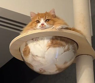 クリアボウルに入る猫
