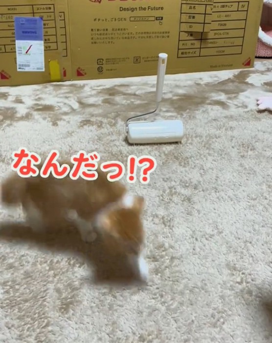 コロコロに驚くみぃちゃん