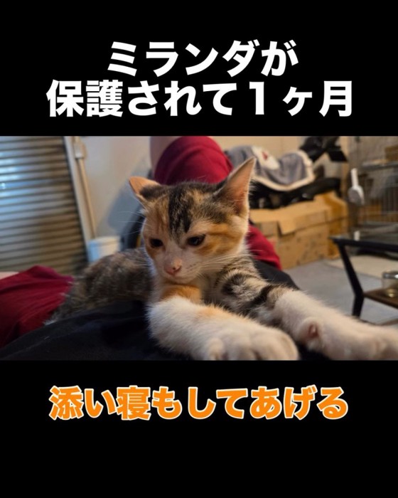 人の上に乗る子猫