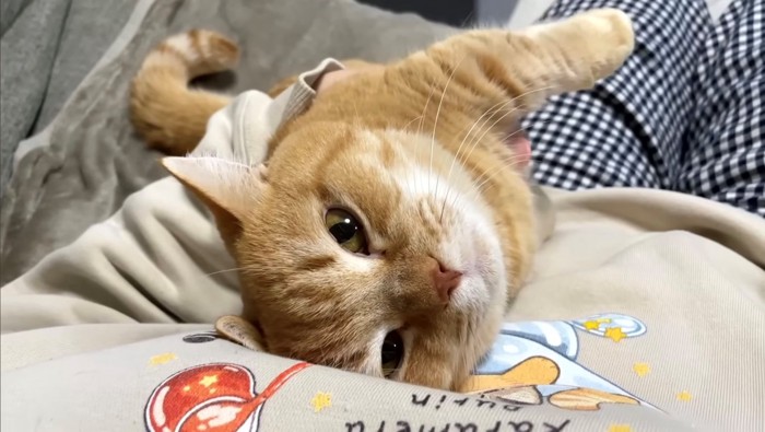 飼い主の上で寝ころぶレッド系のマンチカン