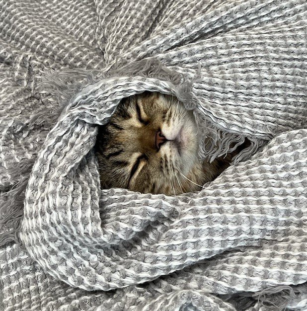 タオルケットの間から顔を出して眠っている猫