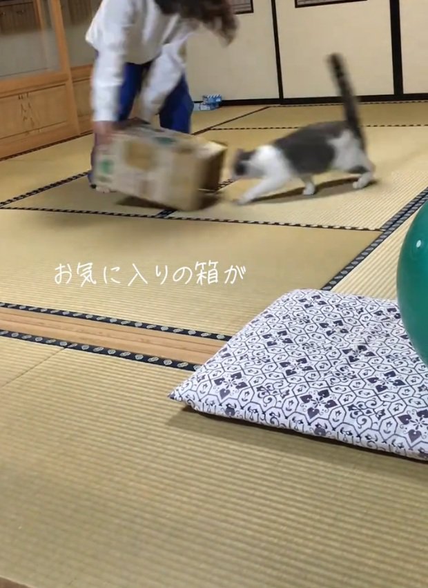 走る猫