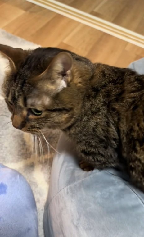 クッションから出れたマンチカンの横顔