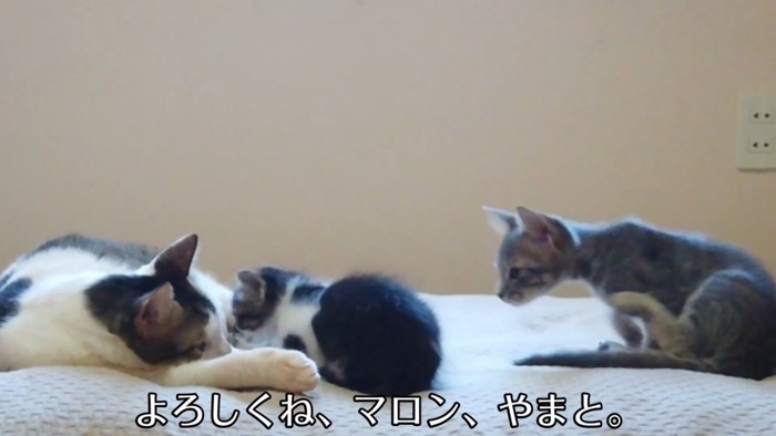 テロップ「よろしくね~」