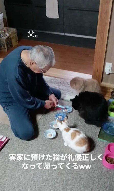 おやつを盛るお父さまと3匹の猫