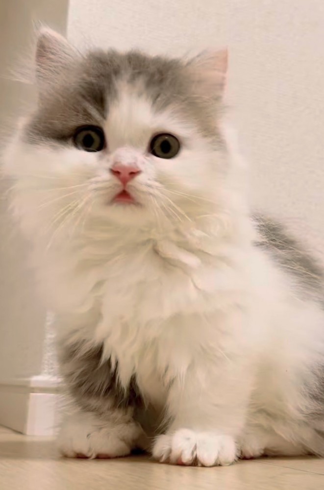 カメラ目線の猫の写真