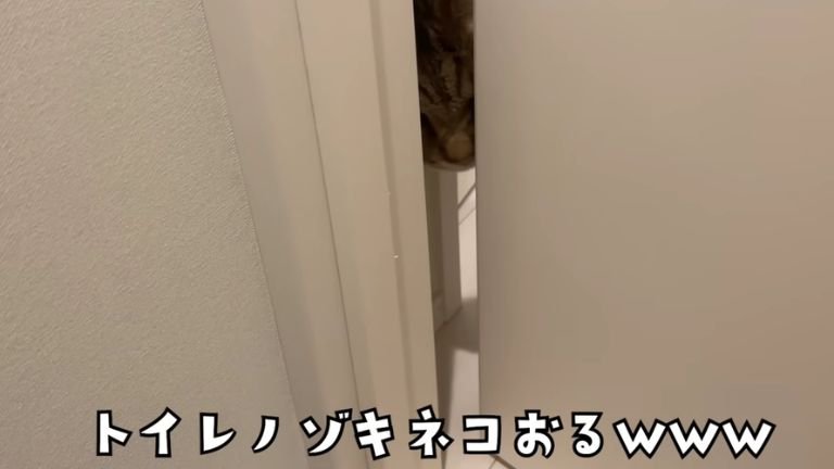 隙間からのぞく猫