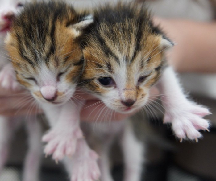 2匹の赤ちゃん猫