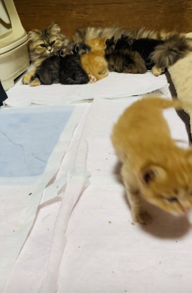 お母さん猫のおっぱいを飲む5匹の子猫とママに向かって歩く茶トラ子猫