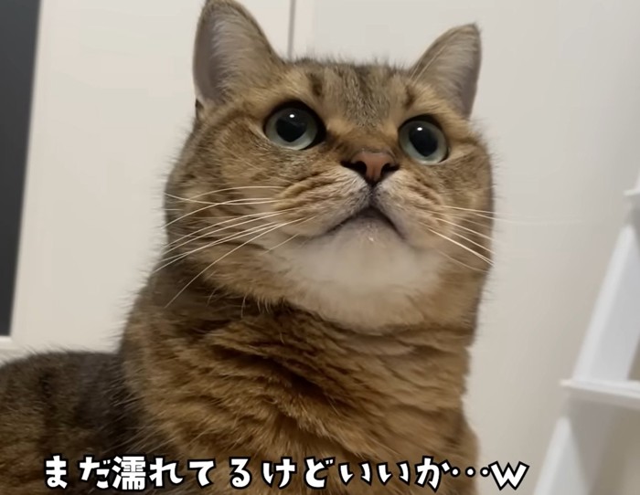 斜め上を見る猫（まだ濡れてるけどいいか…ｗ）