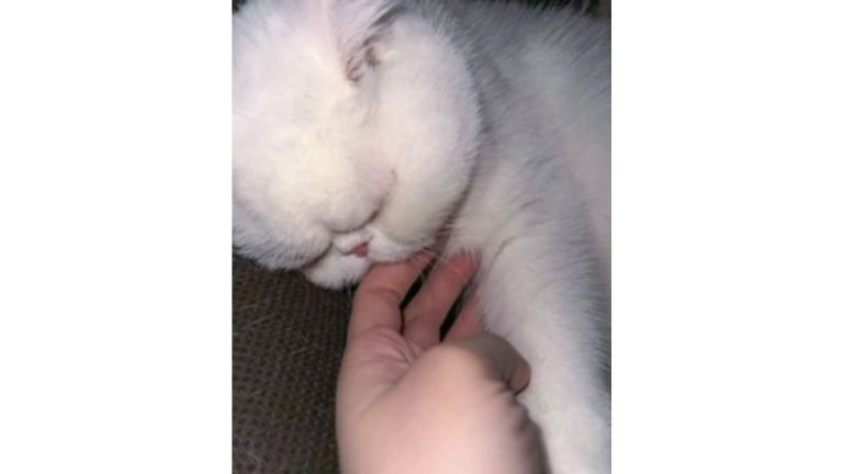 指を吸っている猫