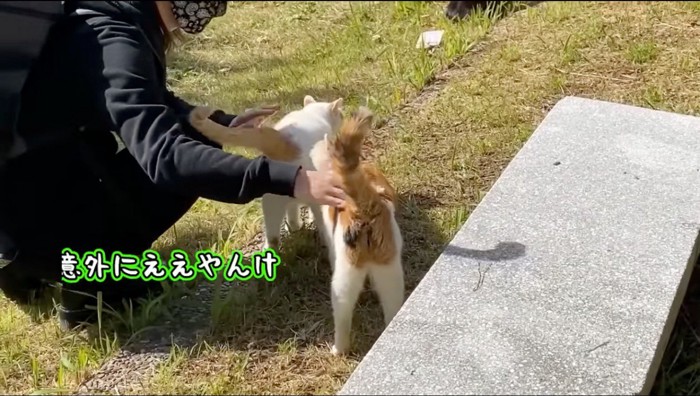 2頭の猫のお尻を左手と右手で叩く飼い主