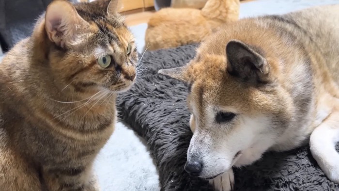 リナちゃんとリキくん