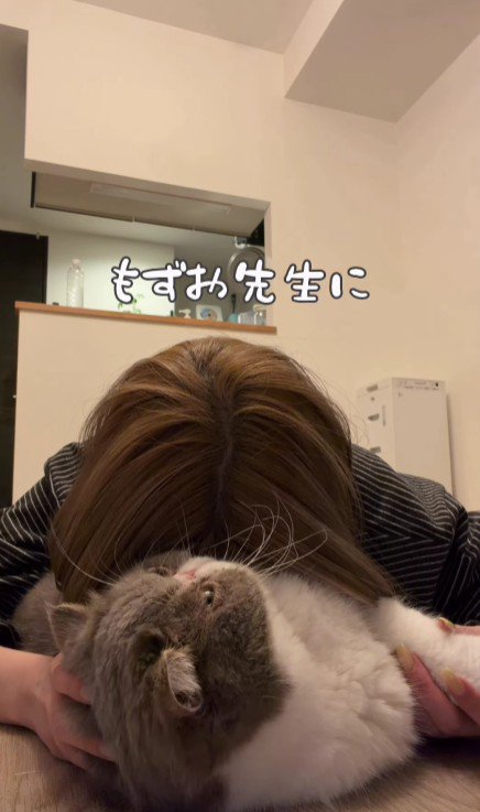 飼い主の頭をつかむ猫