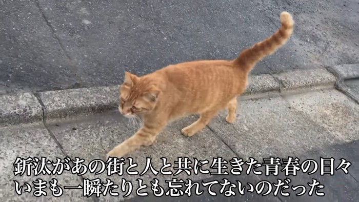外を歩く猫