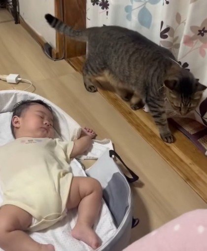 赤ちゃんを気にする猫