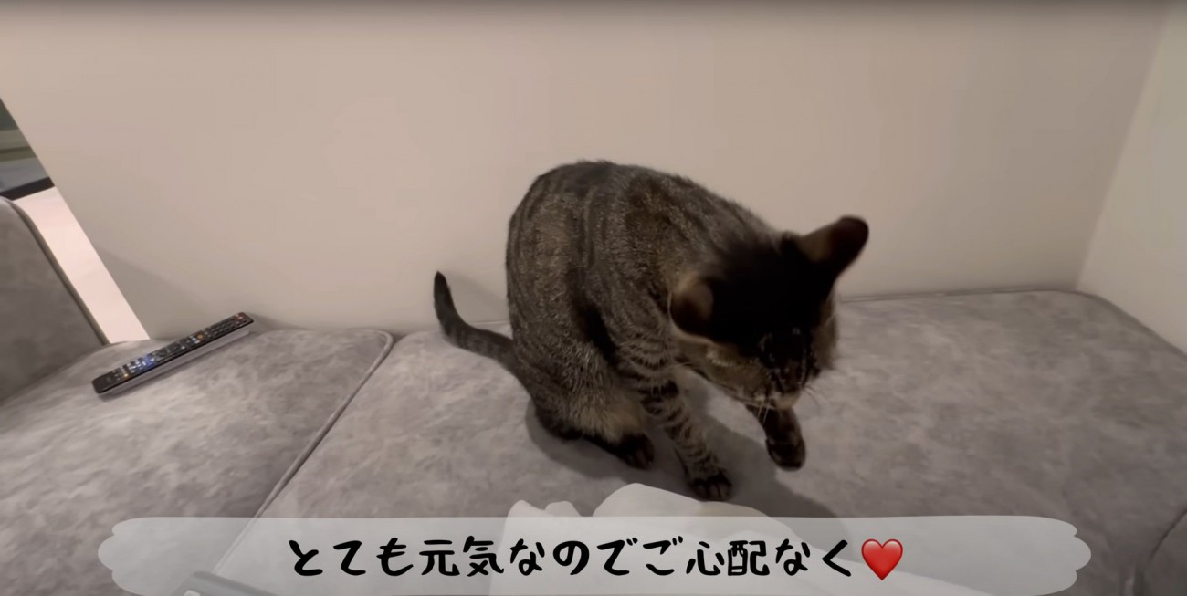 手を舐めるももまるちゃん