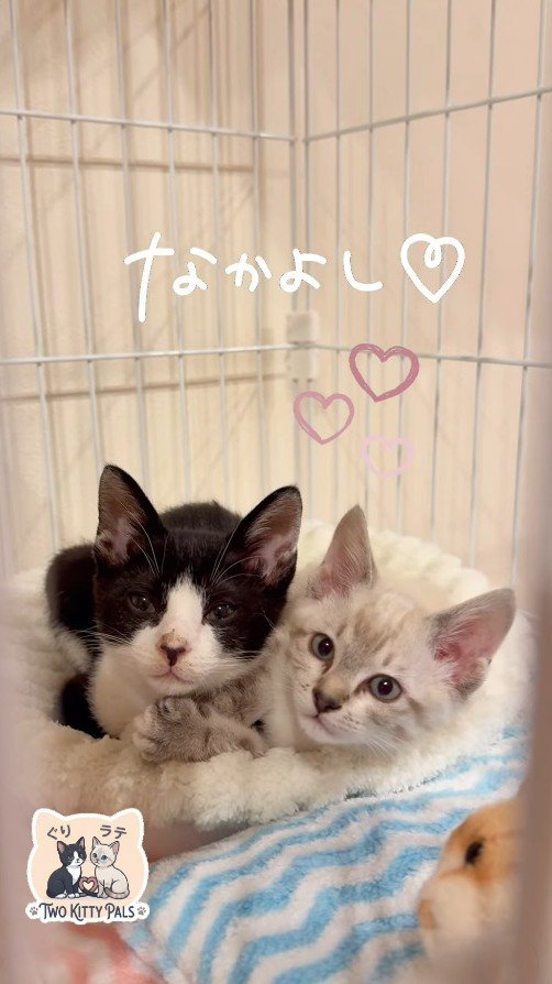 寄り添う子猫たち