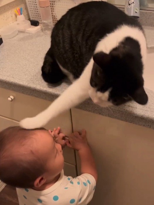 赤ちゃんの頭に猫パンチする猫