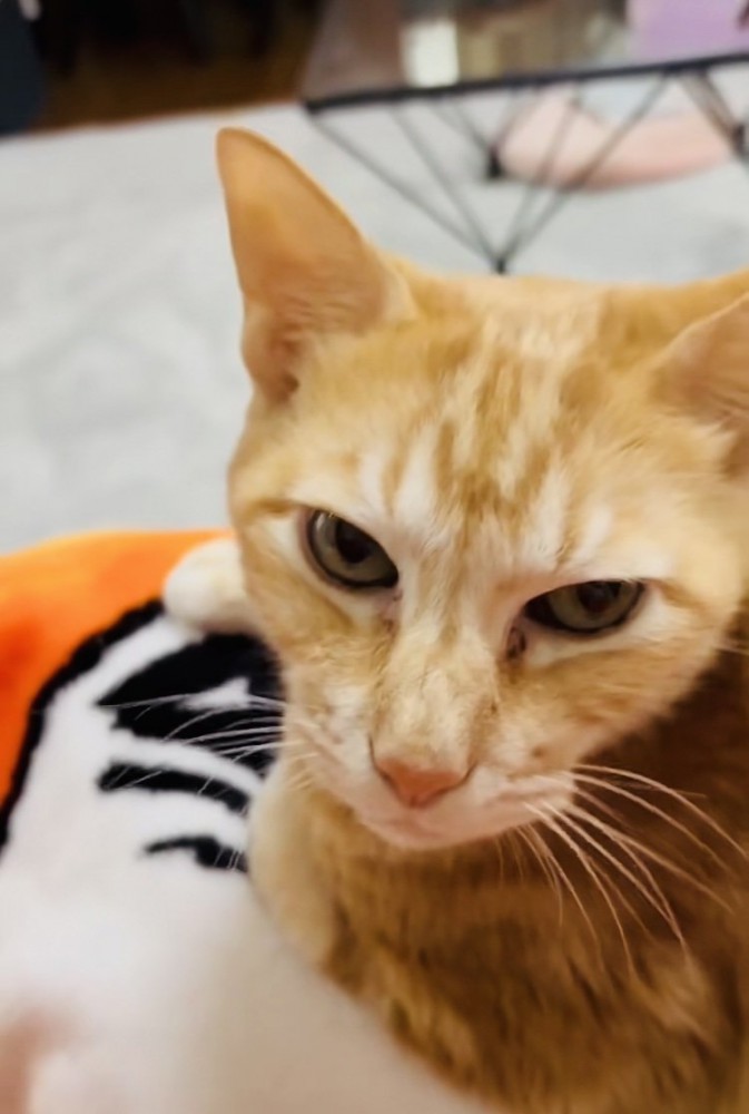 毛布でくつろぐ茶トラ猫