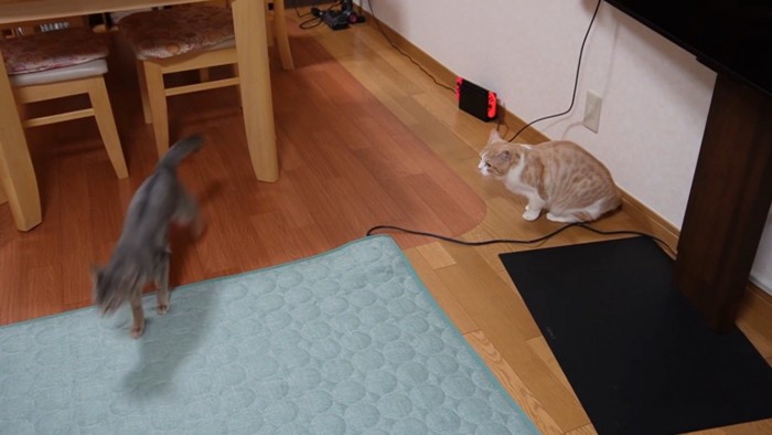 走り出す猫とそれを見る猫