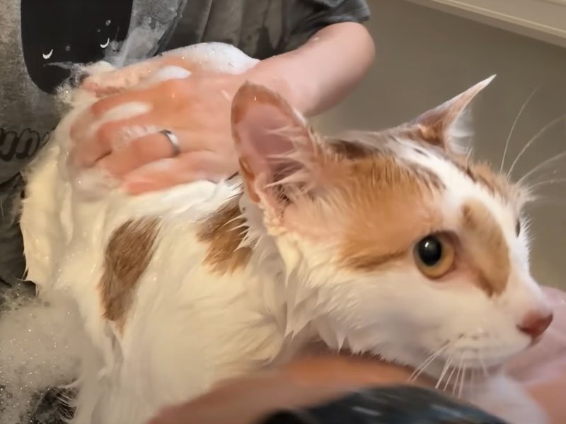 膝の上で洗われる猫